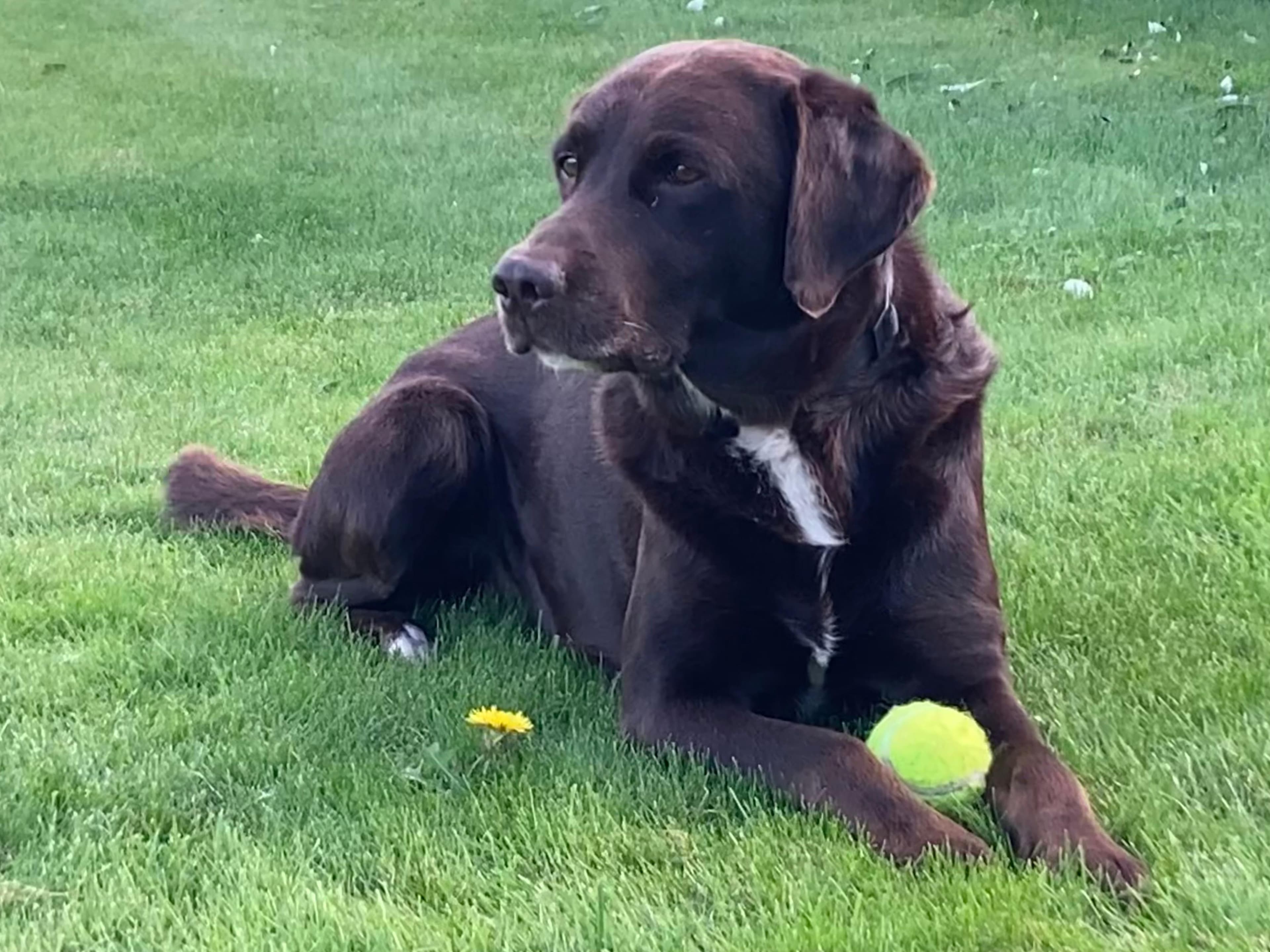 Kees de hond