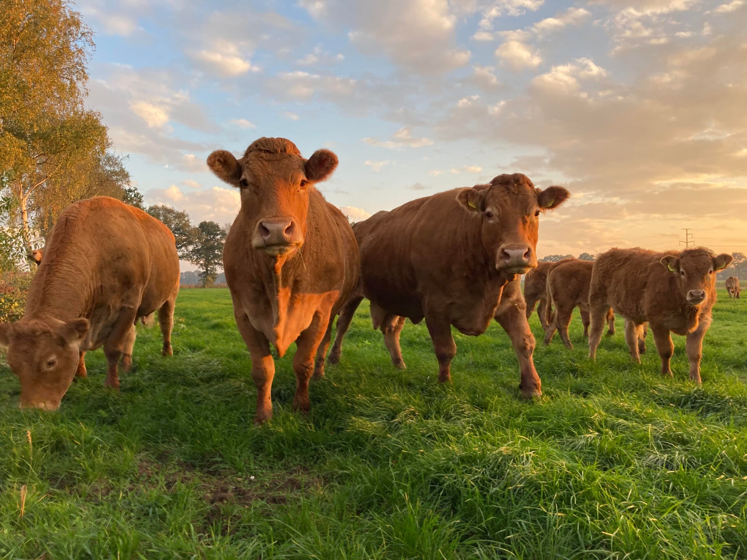 Limousin koeien in het weiland bij Bed & Boerderij Groenlo